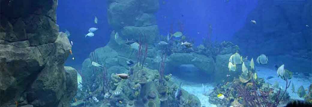 Picture of National Marine Aquarium