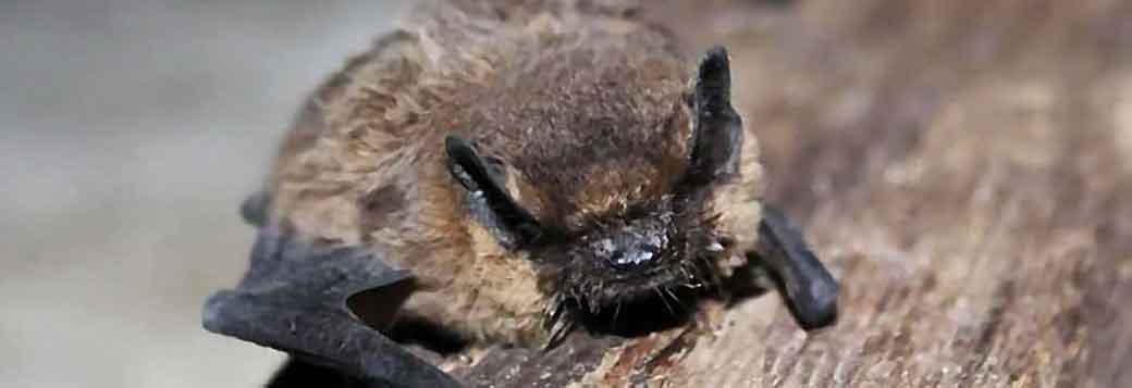 Picture of Bat sightings in South Devon Countryside