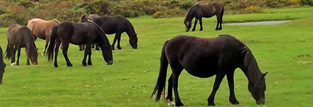 Picture of Dartmoor pony sightings on Dartmoor