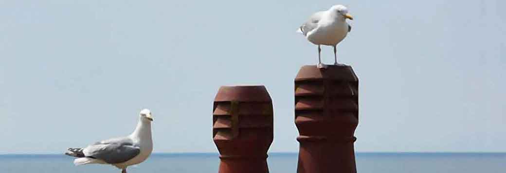 Picture of Herring gulls in Hope Cove