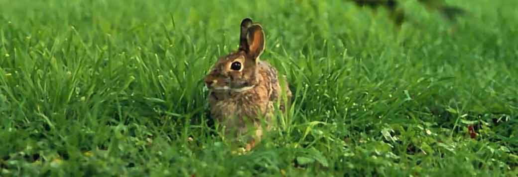 Picture of Rabbit sightings in Hope Cove