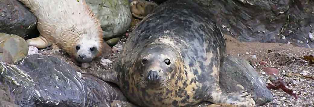 Picture of Seals in Hope Cove