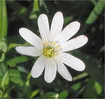 Picture of Greater Stitchwort