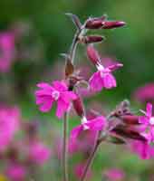 Picture of Red Campion