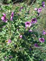 Picture of Tree Mallow