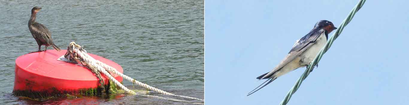 A cormorant sitting on a buoy and a swift