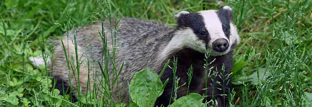 Picture of Badger sightings in Hope Cove