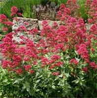 Picture of Red Valerian