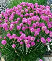 Picture of Sea Thrift